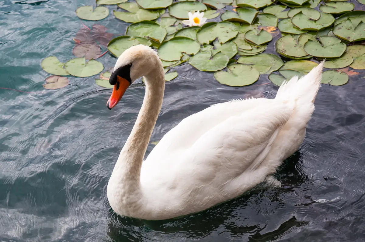 A swan on Lake Bled
