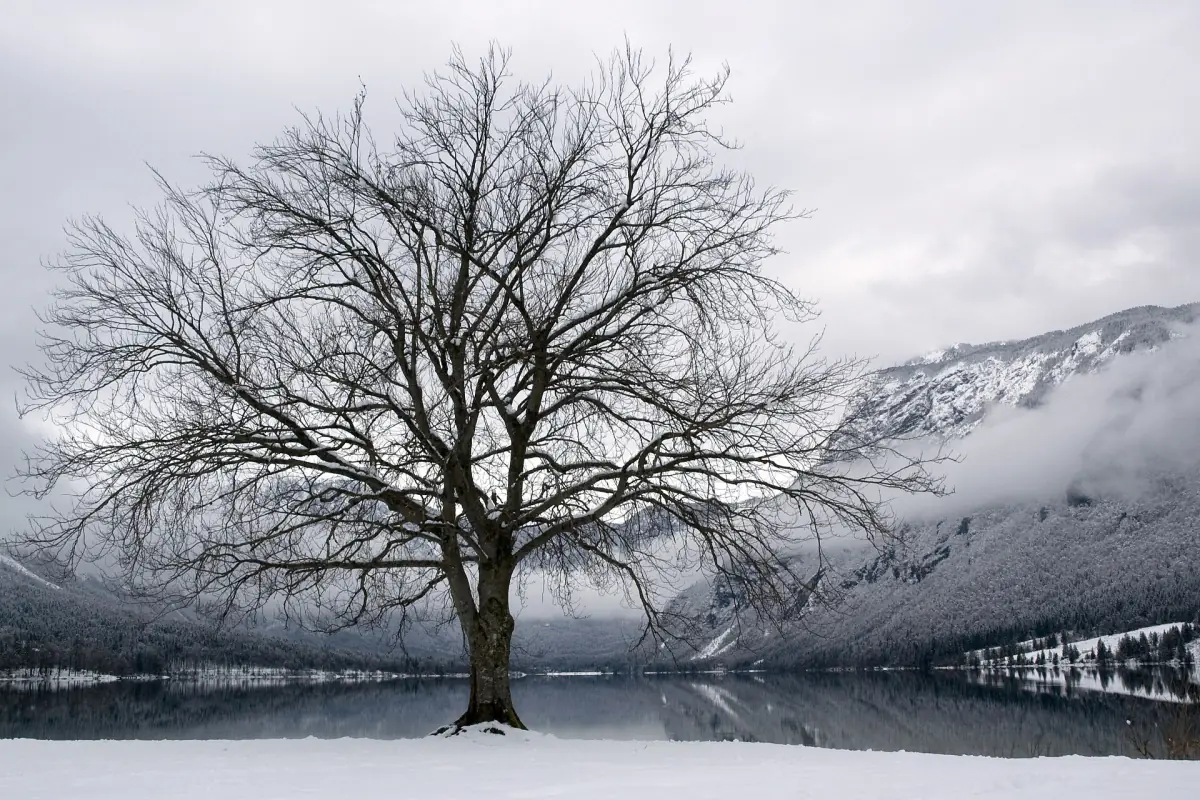 Lake Bohinj in winter